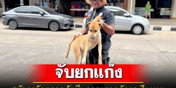 จับหมดแก๊ง!-สุนัขจรจัดอาละวาดในตลาดสัตหีบกัดรถชาวบ้านเสียหาย