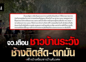 จ.ฉะเชิงเทรา-เตือน-ช้างป่า-ถึง-ฤดูผสมพันธุ์-ช้างตกมัน-–-ติดสัด-ดุร้าย