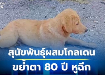 สุนัขพันธุ์ผสมโกลเดน-บุกขย้ำตาอายุ-80-ปี-ป่วยนอนติดเตียงหูฉีก