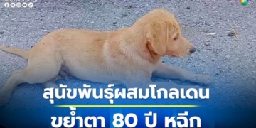 สุนัขพันธุ์ผสมโกลเดน-บุกขย้ำตาอายุ-80-ปี-ป่วยนอนติดเตียงหูฉีก
