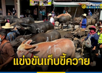 ชุมชนตลาดป่ายุบ-ร่วมกัน-จัดงานวิ่งควาย-และ-แข่งขันเก็บขี้ควาย-–-topnews