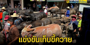 ชุมชนตลาดป่ายุบ-ร่วมกัน-จัดงานวิ่งควาย-และ-แข่งขันเก็บขี้ควาย-–-topnews