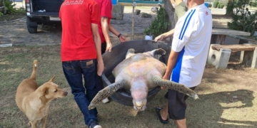 สุดสลด!-กู้ร่างแม่เต่าตนุ-คาดกินขยะจนเจ็บป่วยตาย