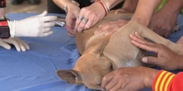 สมเด็จเจ้าฟ้าฯ-กรมพระศรีสวางควัฒน-วรขัตติยราชนารี-ทรงออกหน่วยสัตวแพทย์อาสาจุฬาภรณ์-ที่จังหวัดชลบุรี