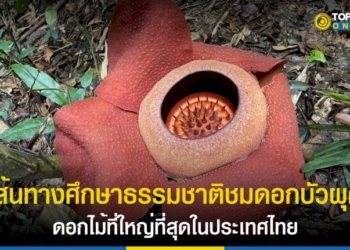 “อุทยานแห่งชาติเขาสก”-เปิดเส้นทางชม-ดอกบัวผุด-ระยะทาง-3-กม.