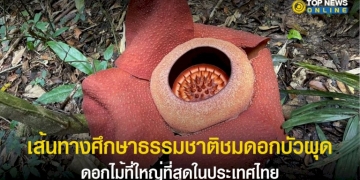 “อุทยานแห่งชาติเขาสก”-เปิดเส้นทางชม-ดอกบัวผุด-ระยะทาง-3-กม.
