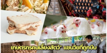 “เกษตรกรคนเลี้ยงสัตว์”-แซนวิชที่ถูกบีบ