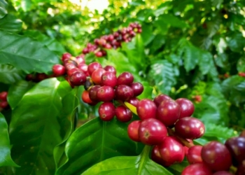 เครือซีพี-หนุน-“วิสาหกิจชุมชนผู้ปลูกกาแฟบ้านกองกาย”-ต้นแบบกาแฟสร้างป่า