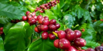 เครือซีพี-หนุน-“วิสาหกิจชุมชนผู้ปลูกกาแฟบ้านกองกาย”-ต้นแบบกาแฟสร้างป่า