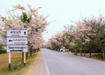 ถนนสายสีชมพู-หวานเกินต้าน-“ดอกกัลปพฤกษ์”-ผลิบานสะพรั่งเต็มสองฝั่งถนนในอำเภอพัฒนานิคม