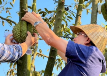 ทททตราดร่วมภาคีเครือข่ายจัดกิจกรรม-soft-power-“ผลไม้ตราด-อร่อยสะหงาด-ทั่วไทย”-มีค-กค.นี้