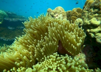 อช.หาดวนกร-ติดตั้งทุ่นจอดเรือบริเวณเกาะจาน-เกาะท้ายทรีย์ป้องกันแนวปะการัง