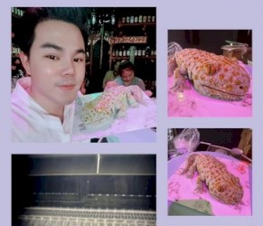 ผุดอีกเค้กตุ๊กแก-น่ากลัวแต่กินได้-ออร์เดอร์รอเพียบ