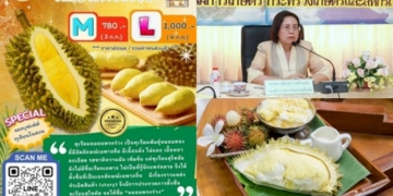 สุโขทัยจ่อจัดบุฟเฟต์ทุเรียนต้นกรกฎาฯ-ดัน“หมอนพระร่วง”ขึ้นทำเนียบทุเรียนแถวหน้าไทย